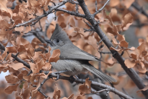 a grey bird with head feathers that come to a point upward sits on a branch surrounded by brown leaves