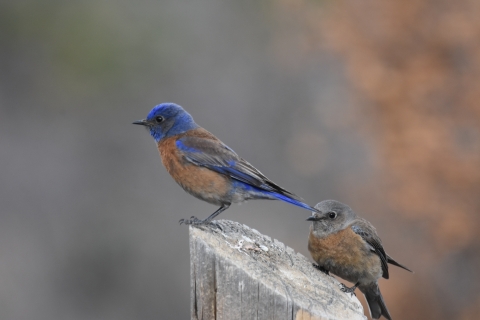 a blue bird with a brown underside and a grey bird with a brown underside perches on a wood post