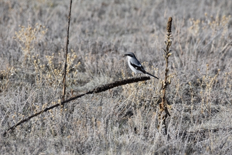a grey, black and white bird perches on brown vegetation in a field