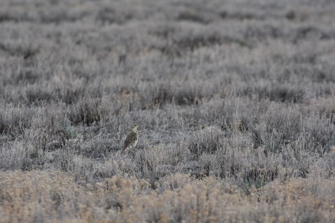 a brown bird sits in a field of brown vegetation