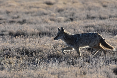 A coyote prances through a field.