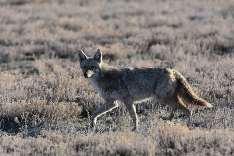A coyote walks through a field.