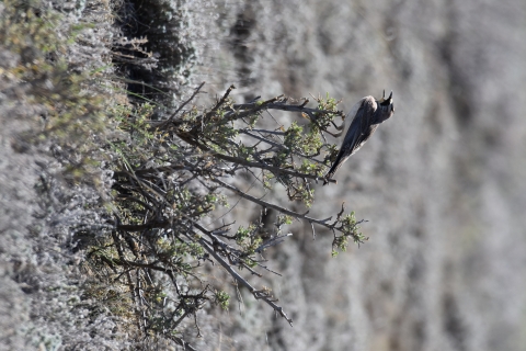 a grey and white bird with yellow on its throat perches on a bush in a field with its mouth open