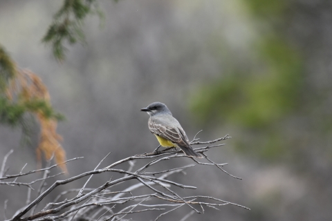 a grey and yellow bird perches on a leafless branch