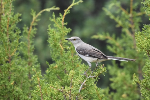 a northern mocking bird perched on a a branch 