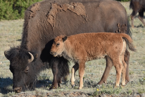 A juvenile bison stands next to an adult bison.