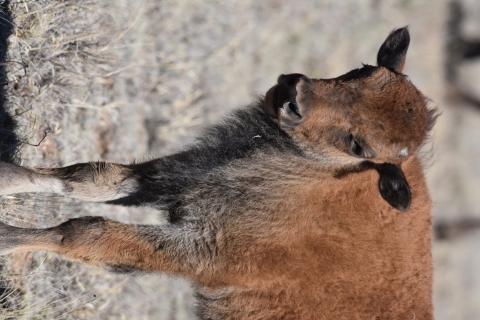A lone juvenile bison stands in a field.