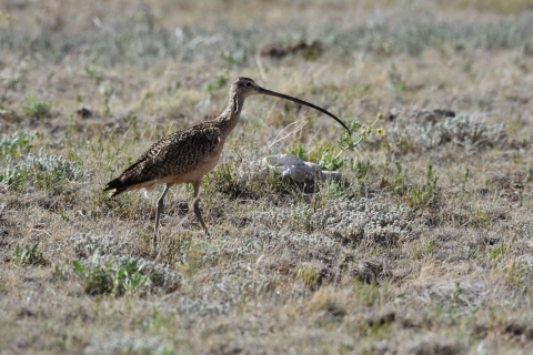 a long-billed curlew in a field