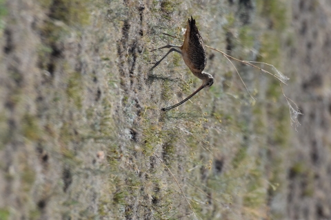 a long-billed curlew in a field
