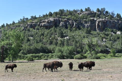 Several bison stand in a field with a mountainous cliff face in the background.