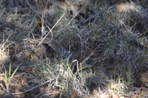A chipmunk dugs in a grassy patch.