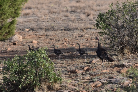 one adult wild turkey following a line of three young turkeys