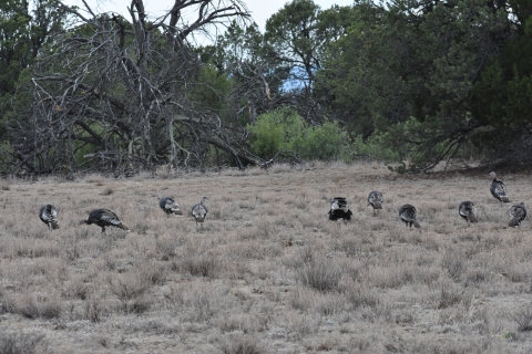 ten wild turkeys in a field with trees behind them