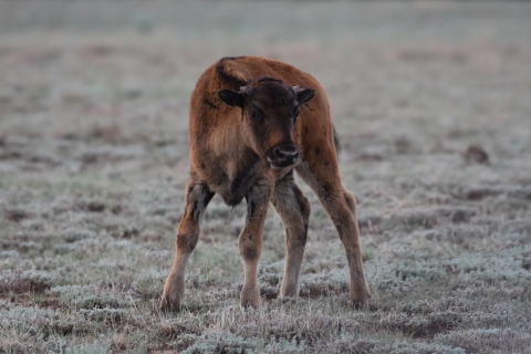A juvenile bison stands in a field.