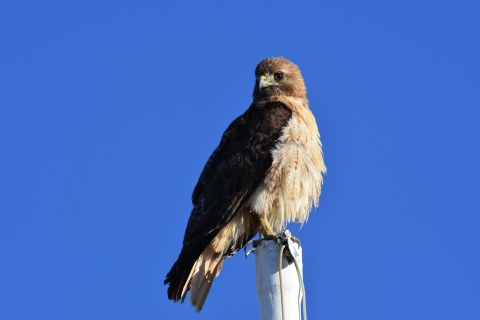a red-tailed hawk perched on a post against a blue sky