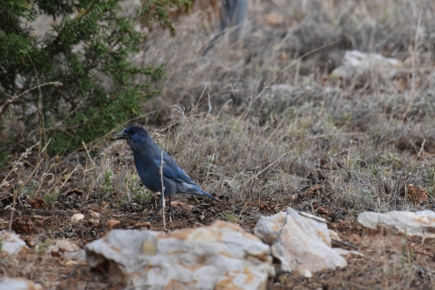 a pinyon jay standing on the ground surrounded by patchy vegetation and rocks
