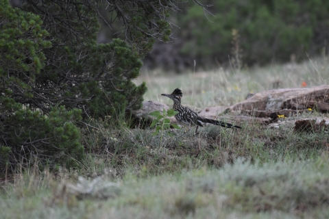 a greater roadrunner stands on the ground surrounded by rocks, grasses and a tree