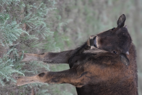 A closeup image of a juvenile bison.