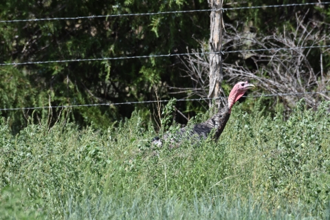 a wild turkey standing in tall grasses with a fence in the background