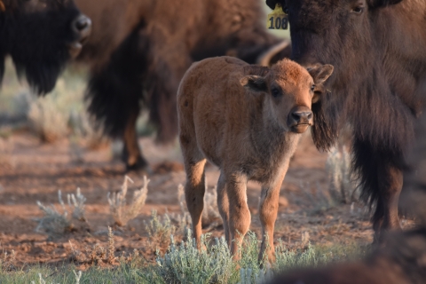 A juvenile bison stands in a group of adult bison.