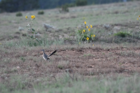 a greater roadrunner standing in a field with grasses and yellow wildflowers