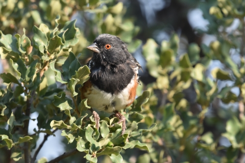 a spsotted towhee perches on a branch