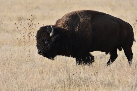 Profile view of an adult bison standing in a field.