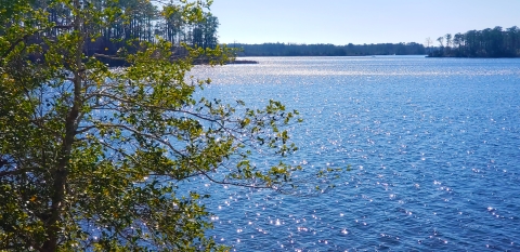 Top branches and a thin trunk peak from the left foreground. Sun glitter on the river's surface. At a distance, in the background pine trees and the shore on the other side of the river are visible.