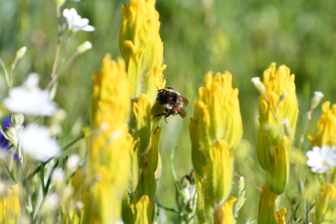 Bumblebee on golden paintbrush