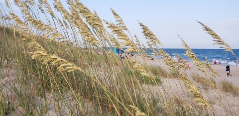 Beach grass in the forefront and at a distance people walking and enjoying the beach