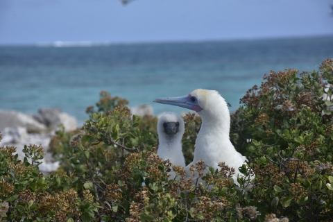 Two red-footed boobies poke their heads out from a bush.