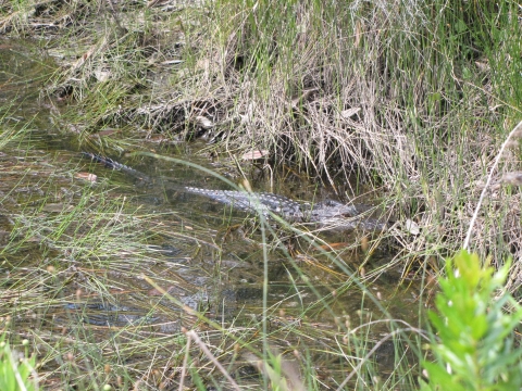A 3 foot alligator in a vegetated wetland. 