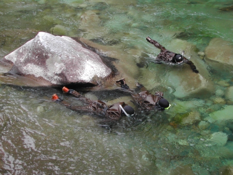Overhead view of 3 snorkellers in river.