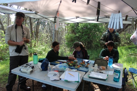 Five biologist work around a table in the forest. They have equipment out as they conduct their research. A tent is erected above them. 