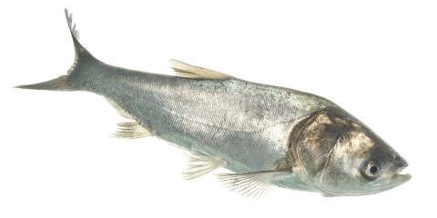 A silver fish in front of a white background