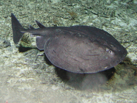 A grey torpedo electric ray swims along the bottom of the ocean.