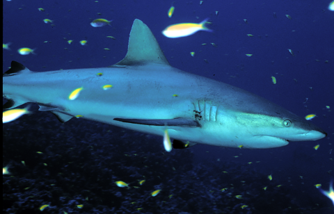 A grey reef shark swims through dark blue water. Tiny yellow fish swim around it.