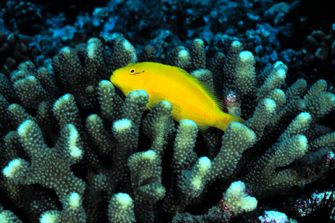 A yellow fish swims through some coral. 