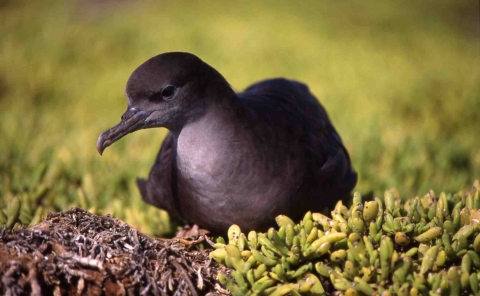 A wedge-tailed shearwater sits on green shrubs. It is black, with a grey chest.