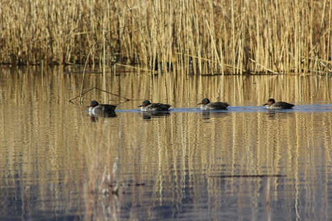 Pahranagat four green-winged teal