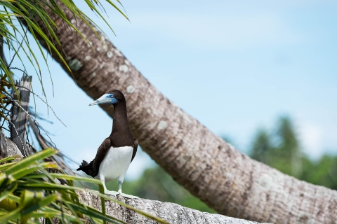 A brown booby sits on a palm branch. He has a blue face, black head and wings and white body. 