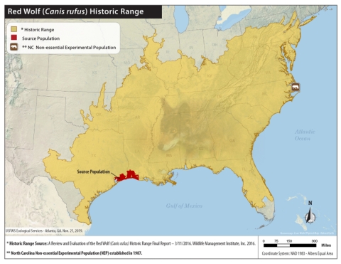 Map showing historic red wolf range (New York to Illinois to Texas, to Florida) as well as the source area for current red wolves (near the Gulf of Mexico at the Texas-Louisiana border), and the site of the reintroduced non-essential experimental population on the North Carolina coast.
