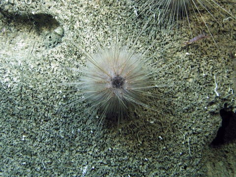 A sea urchin sits on a rock
