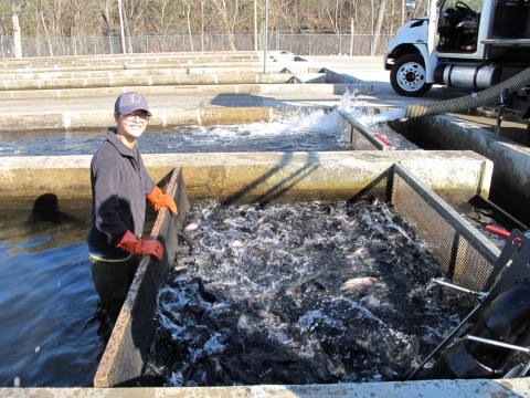 Volunteer at Norfork National Fish Hatchery