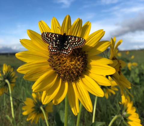 A Taylor's checkerspot butterfly on a yellow flower in a prairie