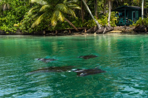 Four manta rays swim in a blue lagoon in front of a hut and coconut trees. 