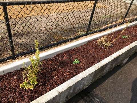 native berry gardens