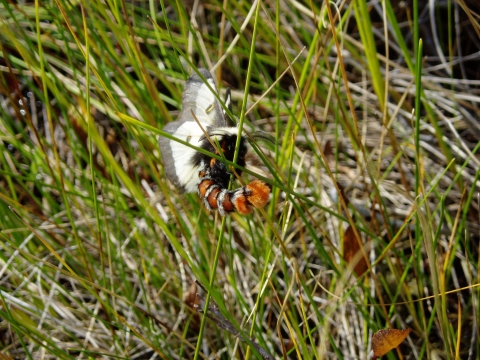 A moth with a fuzzy orange and black body and black and white wings