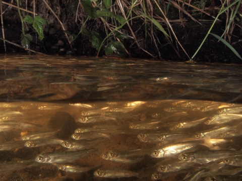 Kokanee fry below the surface of water with grass on the far bank