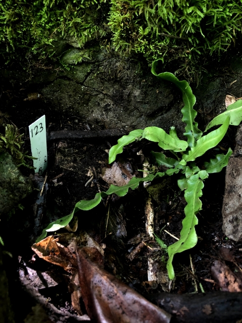 A furled green leafy fern in a rocky outcropping
